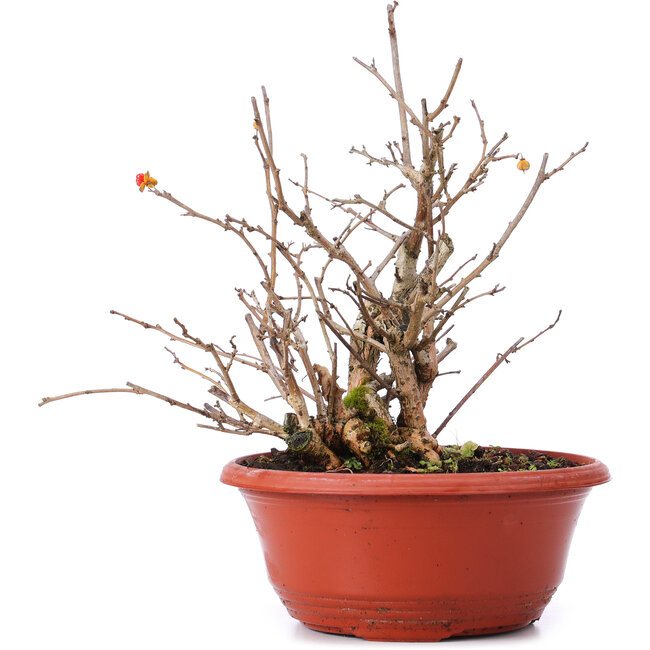 Celastrus orbiculatus, 21,5 cm, ± 8 years old