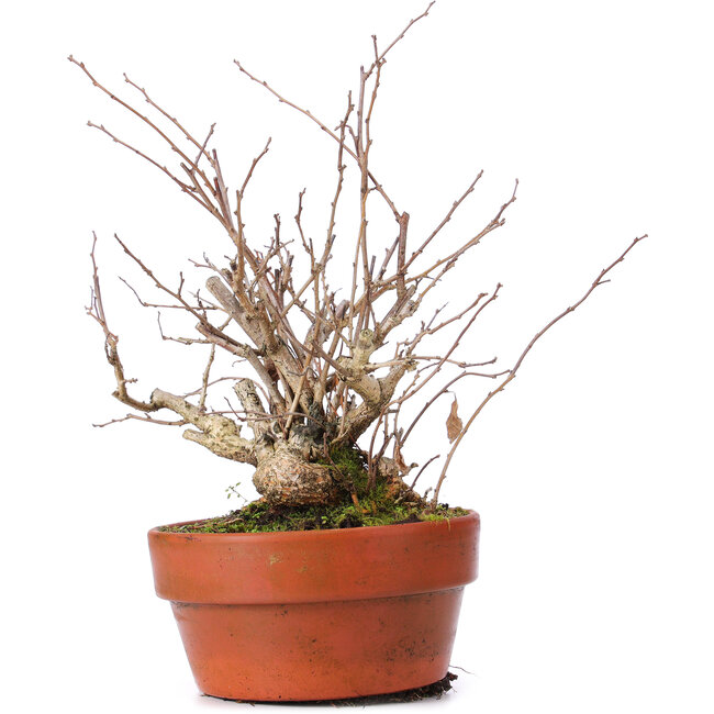 Celastrus orbiculatus, 28 cm, ± 8 years old