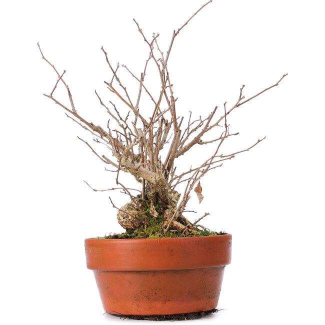 Celastrus orbiculatus, 28 cm, ± 8 years old