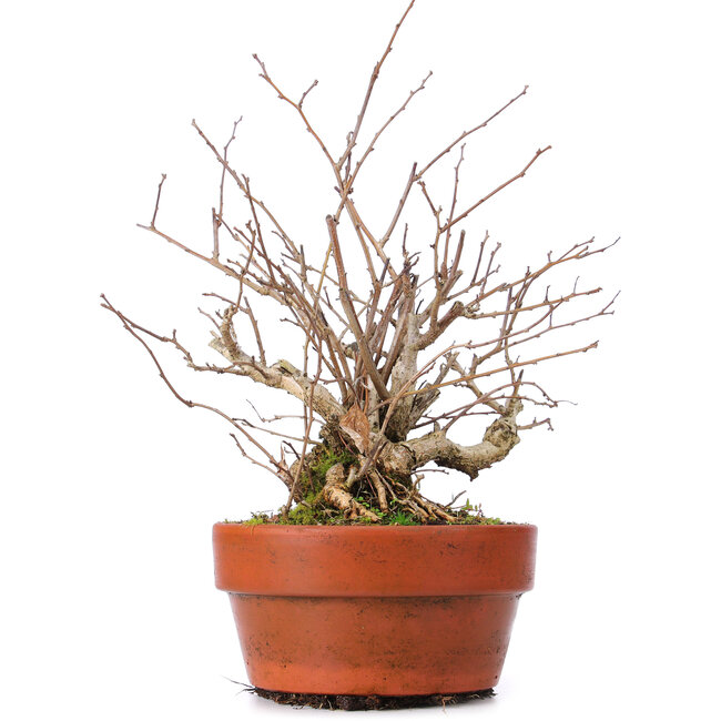 Celastrus orbiculatus, 28 cm, ± 8 ans