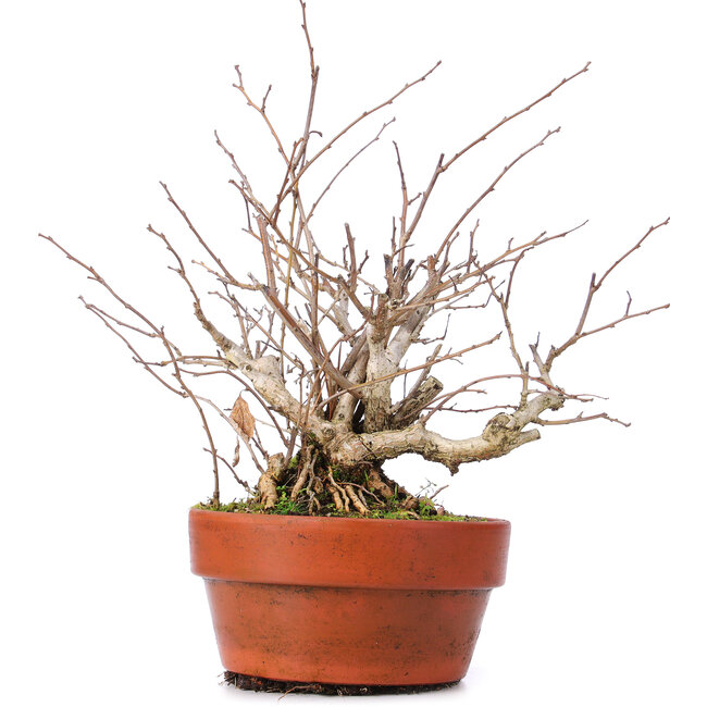 Celastrus orbiculatus, 28 cm, ± 8 Jahre alt