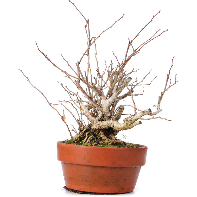 Celastrus orbiculatus, 28 cm, ± 8 anni