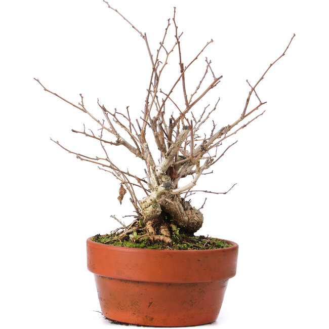 Celastrus orbiculatus, 28 cm, ± 8 años