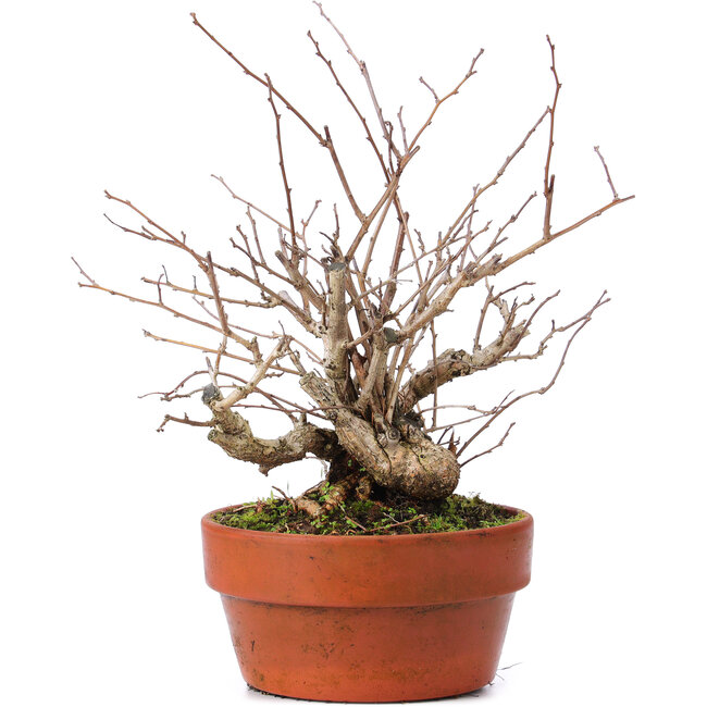 Celastrus orbiculatus, 28 cm, ± 8 years old