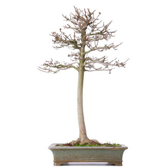 Acer buergerianum, 53 cm, ± 15 anni