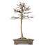 Acer buergerianum, 53 cm, ± 15 anni, con un bel nebari di 11 x 8,5 cm in vaso con due patatine