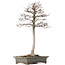 Acer buergerianum, 53 cm, ± 15 anni, con un bel nebari di 11 x 8,5 cm in vaso con due patatine
