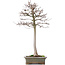 Acer buergerianum, 53 cm, ± 15 jaar oud, met een mooie nebari van 11 bij 8,5 cm in een pot met twee chips