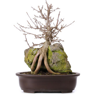 Acer buergerianum, 35 cm, ± 10 años