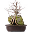 Acer buergerianum, 35 cm, ± 10 años