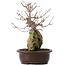 Acer buergerianum, 35 cm, ± 10 años