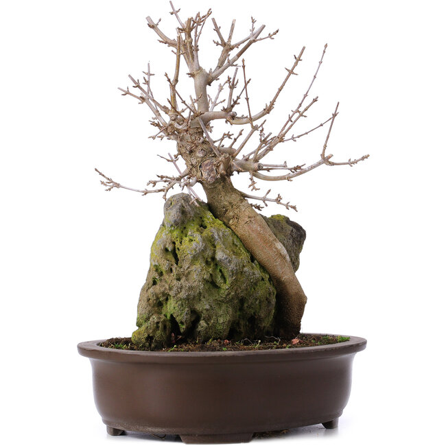 Acer buergerianum, 35 cm, ± 10 años