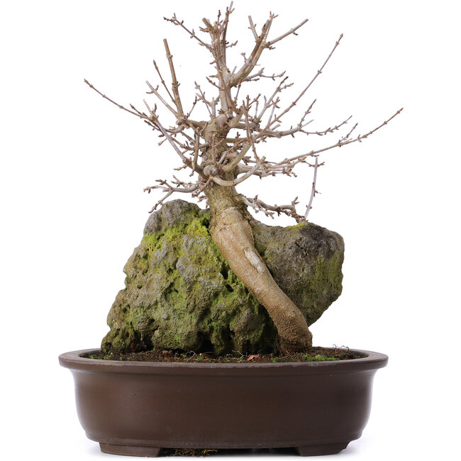 Acer buergerianum, 35 cm, ± 10 jaar oud