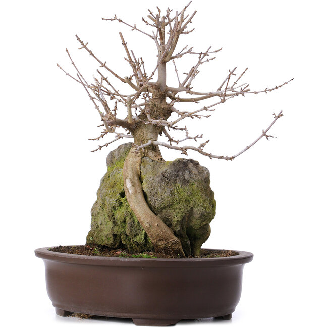 Acer buergerianum, 35 cm, ± 10 ans