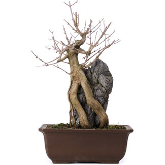 Acer buergerianum, 34,5 cm, ± 10 anni