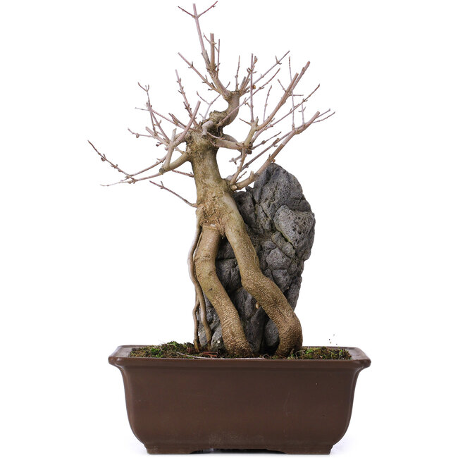 Acer buergerianum, 34,5 cm, ± 10 anni