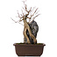 Acer buergerianum, 34,5 cm, ± 10 ans