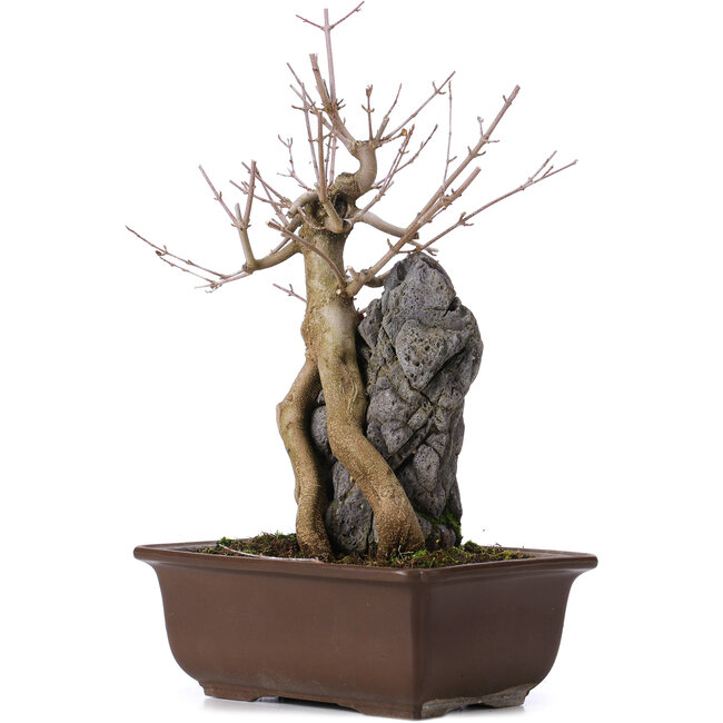 Acer buergerianum, 34,5 cm, ± 10 years old