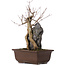 Acer buergerianum, 34,5 cm, ± 10 ans