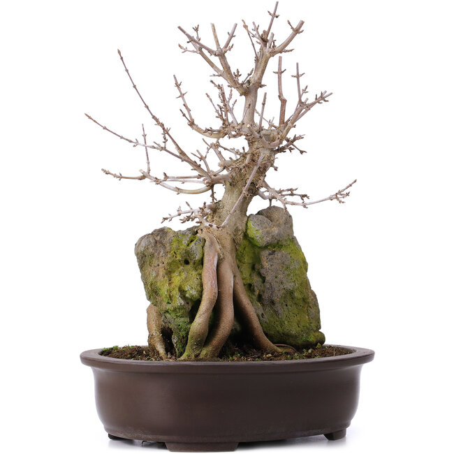 Acer buergerianum, 35 cm, ± 10 anni