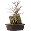 Acer buergerianum, 35 cm, ± 10 años
