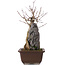 Acer buergerianum, 34,5 cm, ± 10 ans