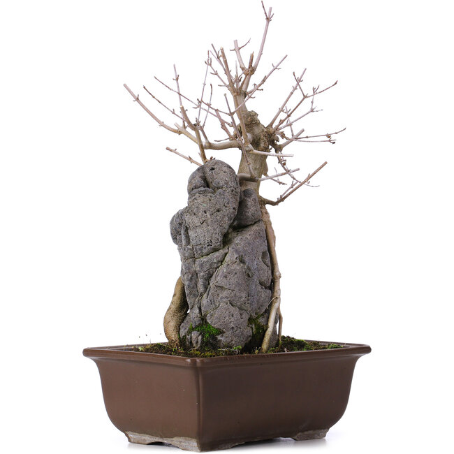 Acer buergerianum, 34,5 cm, ± 10 ans