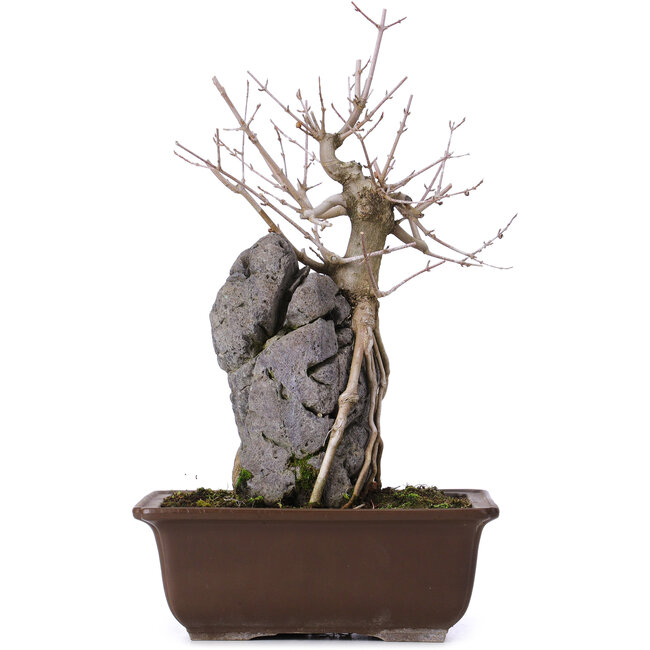 Acer buergerianum, 34,5 cm, ± 10 años