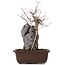 Acer buergerianum, 34,5 cm, ± 10 ans