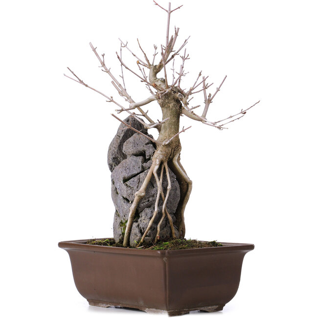 Acer buergerianum, 34,5 cm, ± 10 Jahre alt