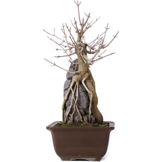 Acer buergerianum, 34,5 cm, ± 10 Jahre alt