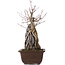 Acer buergerianum, 34,5 cm, ± 10 ans