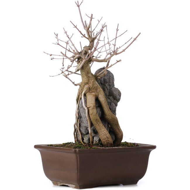 Acer buergerianum, 34,5 cm, ± 10 anni