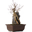 Acer buergerianum, 34,5 cm, ± 10 ans