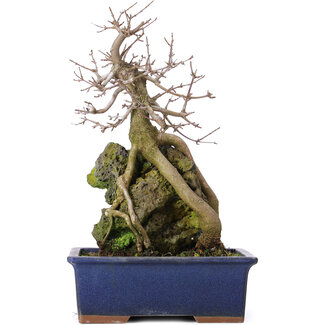 Acer buergerianum, 31 cm, ± 10 años