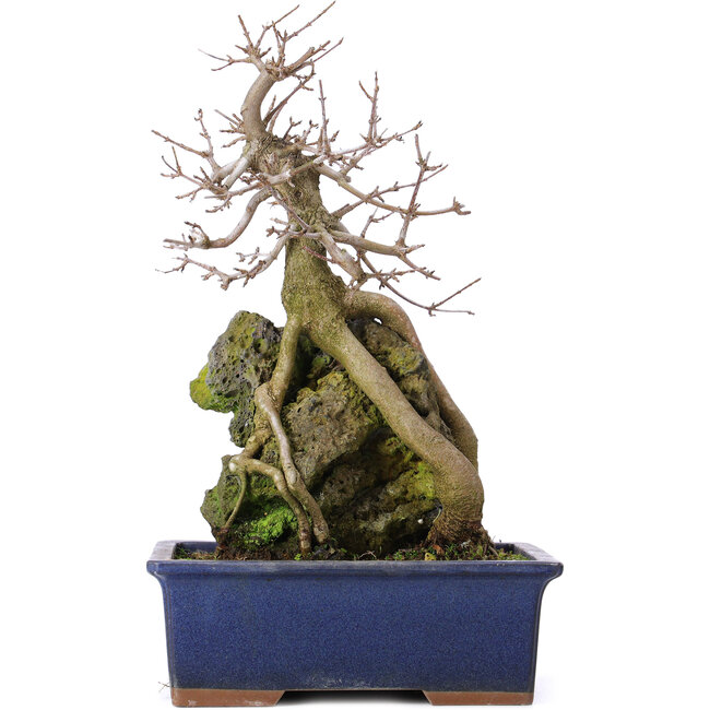 Acer buergerianum, 31 cm, ± 10 anni