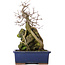 Acer buergerianum, 31 cm, ± 10 años