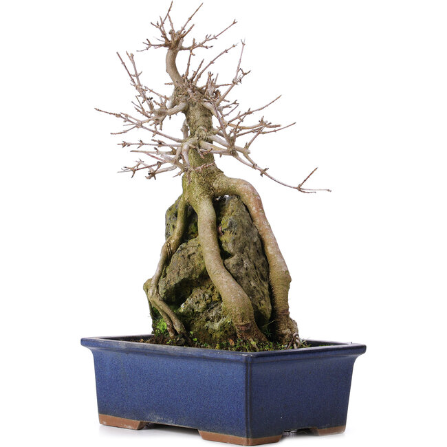 Acer buergerianum, 31 cm, ± 10 ans