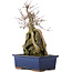 Acer buergerianum, 31 cm, ± 10 años