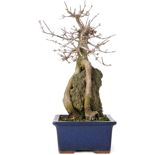Acer buergerianum, 31 cm, ± 10 jaar oud
