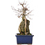 Acer buergerianum, 31 cm, ± 10 años