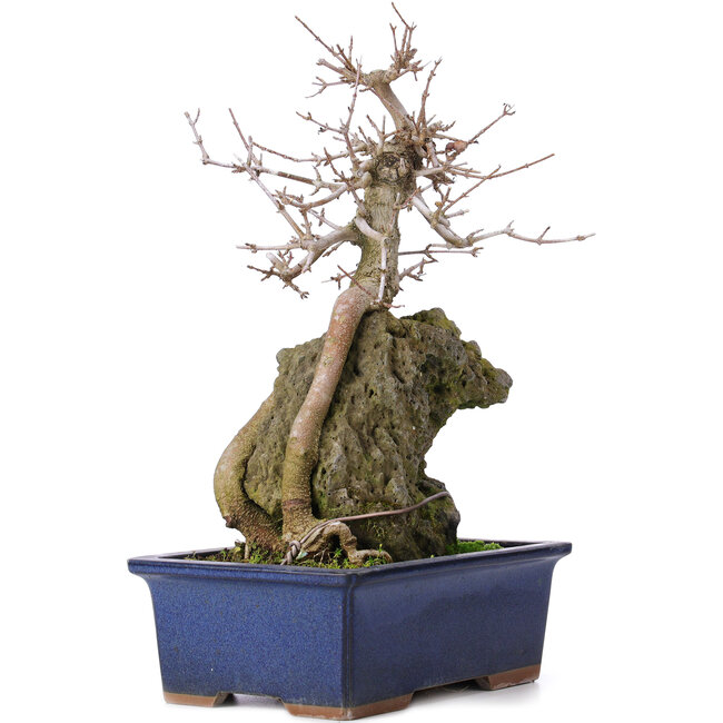 Acer buergerianum, 31 cm, ± 10 jaar oud