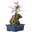 Acer buergerianum, 31 cm, ± 10 años