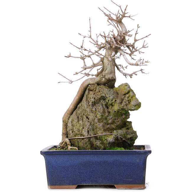 Acer buergerianum, 31 cm, ± 10 years old