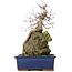 Acer buergerianum, 31 cm, ± 10 años