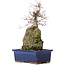 Acer buergerianum, 31 cm, ± 10 años