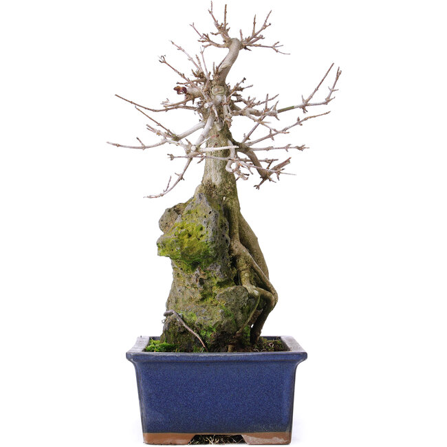 Acer buergerianum, 31 cm, ± 10 anni