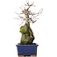 Acer buergerianum, 31 cm, ± 10 años
