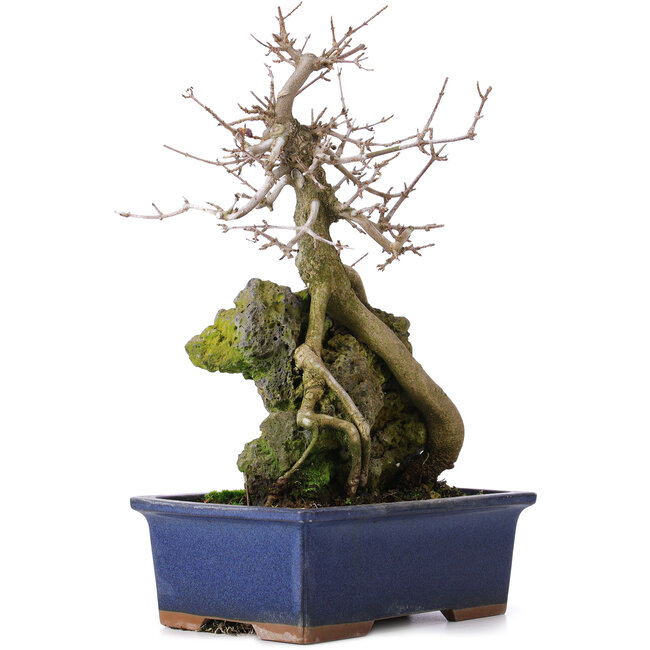 Acer buergerianum, 31 cm, ± 10 jaar oud