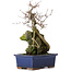 Acer buergerianum, 31 cm, ± 10 años